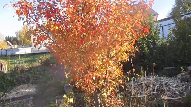 Груши в осеннем наряде... смотреть онлайн