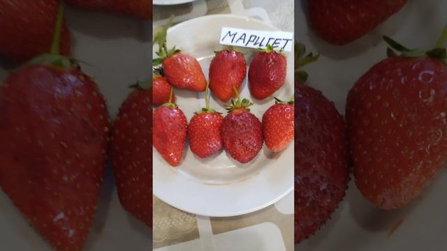 🍓Ремонтантные сорта клубники ✔Мурано ✔Ания✔ Мариг? смотреть онлайн