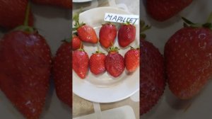 🍓Ремонтантные сорта клубники ✔Мурано ✔Ания✔ Мариг?