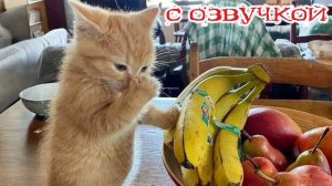 Приколы с котами! - С ОЗВУЧКОЙ! Самые смешные животные! СМЕШНЫЕ КОТЫ!