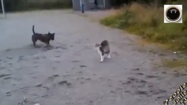 САМЫЕ СМЕШНЫЕ ПРИКОЛЫ People Smile #20 смотреть онлайн