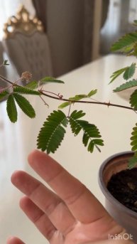 Мимоза стыдливая #мимоза #стыдливая #цветынабалконе