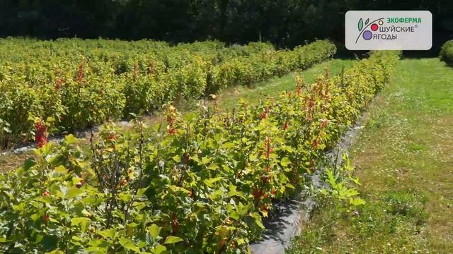 Крыжовник, красная смородина, голубика. Выращивание н? смотреть онлайн