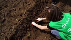 Fix Price и GRASS высадили более 8 000 молодых сосен