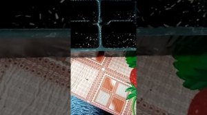 сею астру букетным способом, сорт Астра Нова(смесь окр