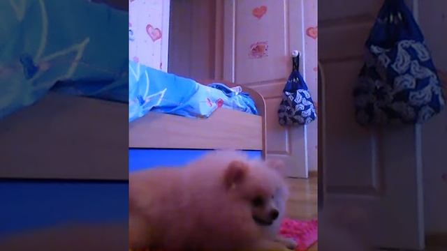 Команда"дай лапу"#2 смотреть онлайн