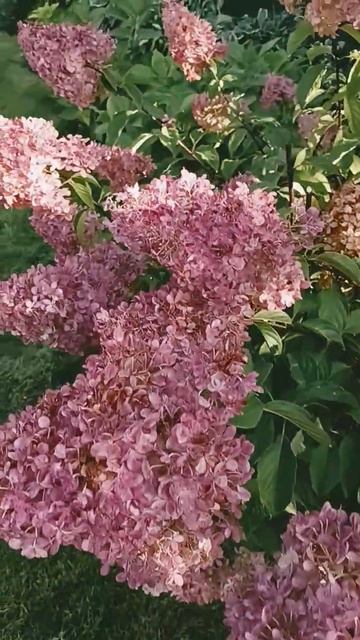 Туя, куст отсвел... смотреть онлайн