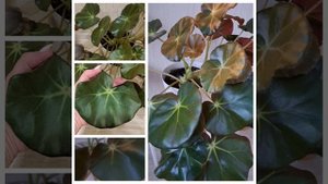 Бегония Краснолистная или  Begonia erythrofolia. Комнатный мног