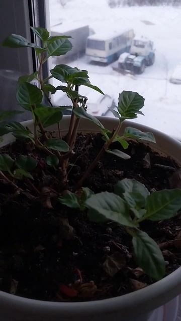 фуксии-черенки смотреть онлайн