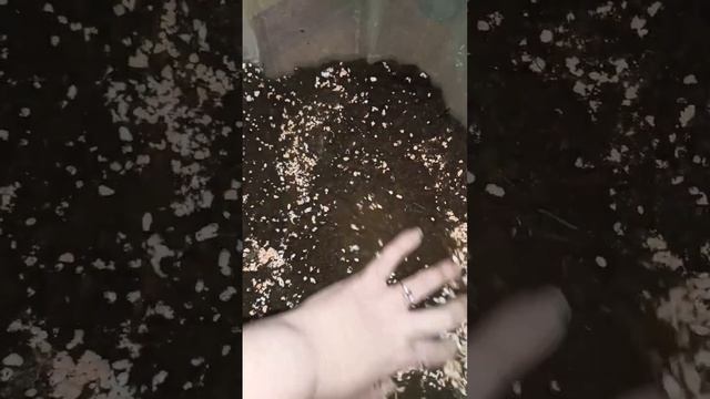 Лучший грунт для моих растений.#комнатныерастения #гр? смотреть онлайн