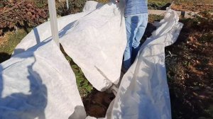 Как укрыть ежевику на зиму. Татарстан