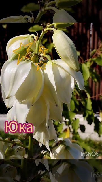 #юка #кустарник #цветы #flowers #yuca #bush #abkhazia #shorts