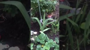 Розы в строительных ведрах и всякое другое на одной сотке.) мой мир.