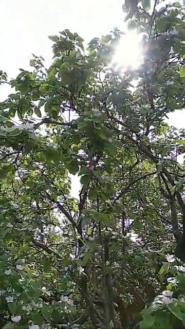 Цветущая айва