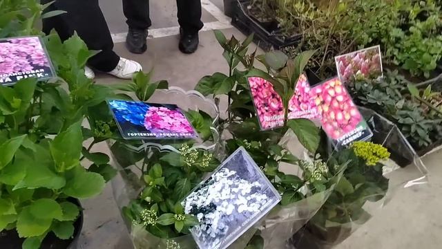 Цветочный рынок Краснодар 9 апреля 2025 г