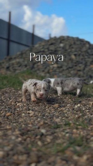 Papaya