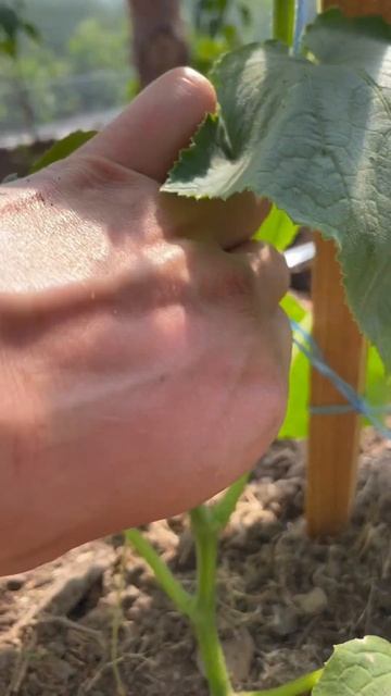 Первое формирование огурцы! #дача #огород #деревня #сад смотреть онлайн