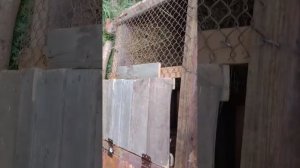 Господи, слава богу переселили наших кроликов🙂