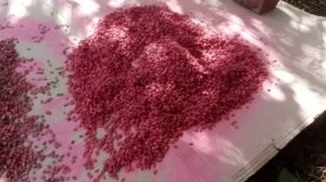 Протравка семян Арбуза "Престиж" (протравитель) Без оп?