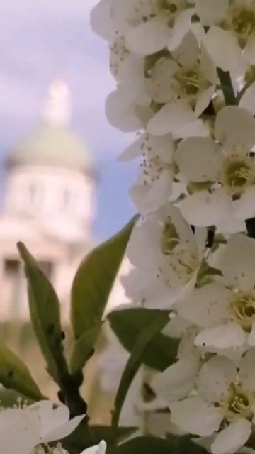 раз ромашка два ромашка