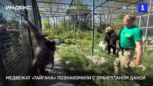 Медвежат «Тайгана» познакомили с орангутаном Даной