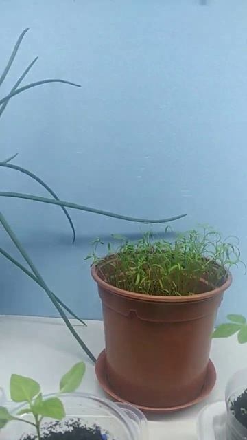 огород дома смотреть онлайн