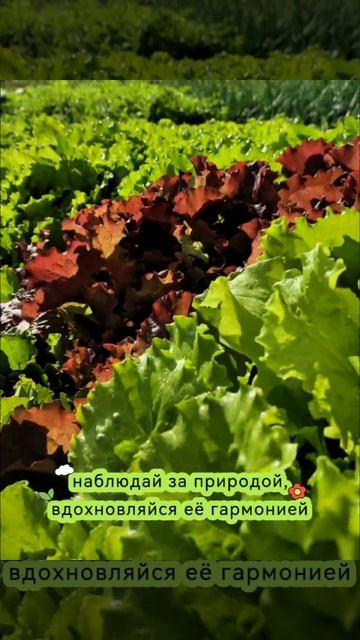 #сад #ландшафт #природа #искусство #алтай #АГУ