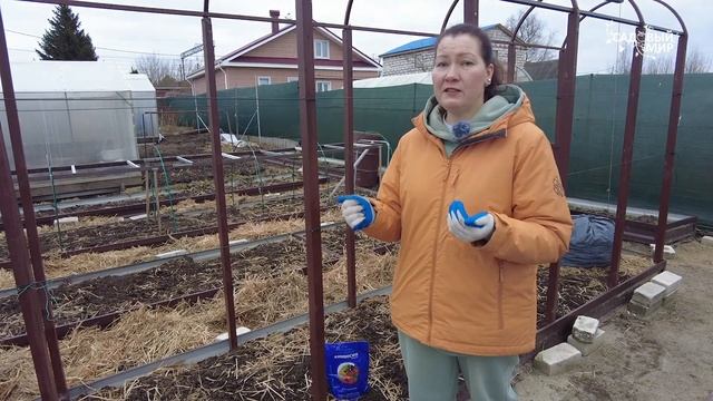 СРОЧНО УДАЛИТЕ НА СМОРОДИНЕ ЭТИ ПОЧКИ В АПРЕЛЕ -  УХОД ?