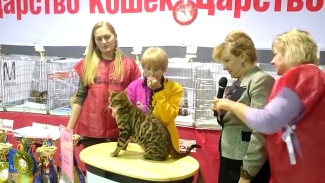 Выставка WCF Иваново смотреть онлайн