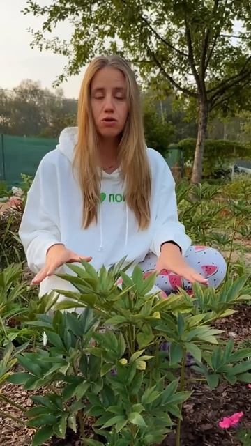 Это ВАЖНО при уходе за пионами осенью.