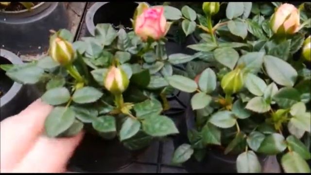 Blumengeschäft in Deutschland / Магазин цветов и Декор.