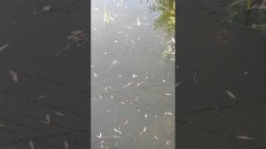 карась в пруду золотой и простой