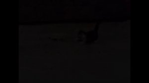 Смешные испуги людей и животных попробуйте не расмеятся 😂😆🤣