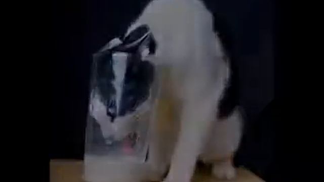 ооочень смешные кошки смотреть доконца смотреть онлайн