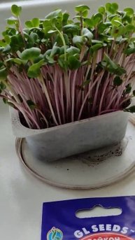 Микрозелень Дайкон Китайский Розовый #зож #microgreens #2023 #?