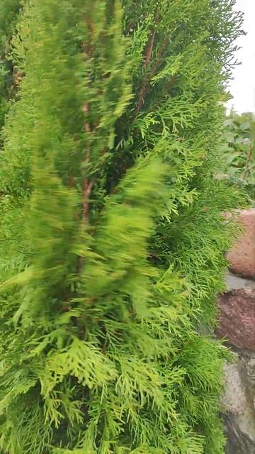 Очистка хвойных саженцев -туя Смарагд Визуальная разн смотреть онлайн