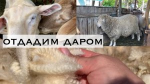 Сельская жизнь в Адыгее/ Парикмахерская на поляне/ Овечий стилист/ Пишите кому надо/