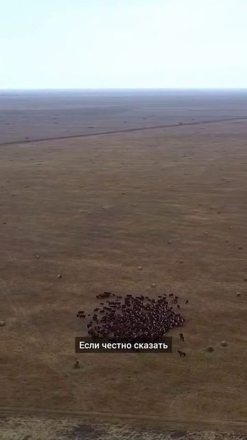 Проблемы современного животноводства в Казахстане  #с