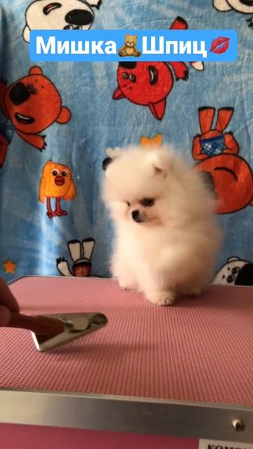 Щеночек Шпица❤️Мальчик💙 в медвежьем типе! #шпиц #shorts #youtubeshorts #spitz #pom #шпицмишка