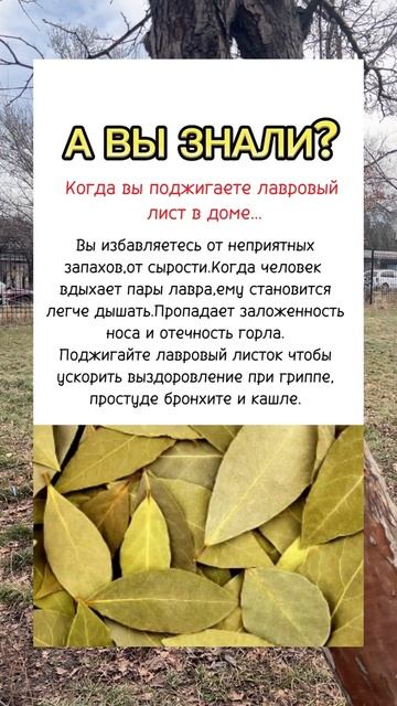 Лавровый лист #полезныйканал
