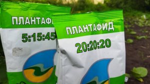 Подкормка табака. Плантафид. 14.06.2024г.