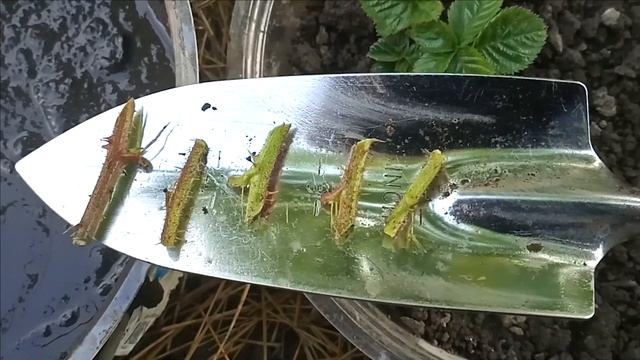 Ежевика Карака Блэк, проба размножения черенками из п? смотреть онлайн