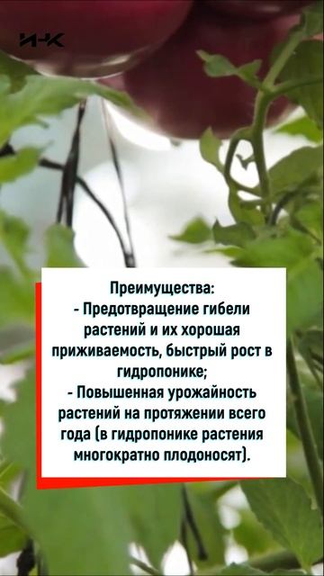 Удобрения ИНК "Минеральный раствор", гидропоника, наук смотреть онлайн