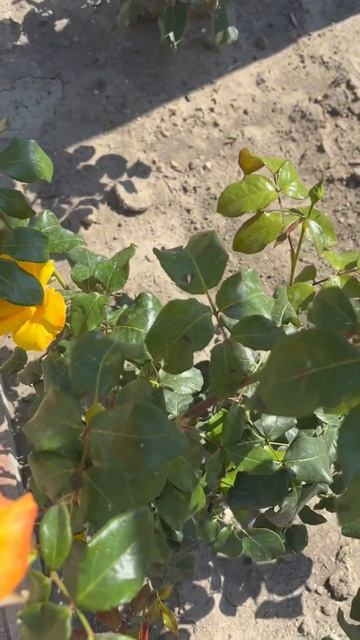 шортс цветывсаду rose розы розывсаду flowers релакс цв?