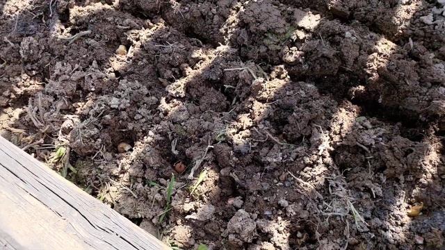 цветы и пряные травы на одной грядке смотреть онлайн