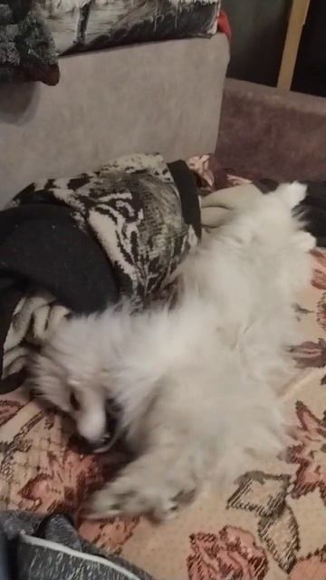 спать не буду вот и все