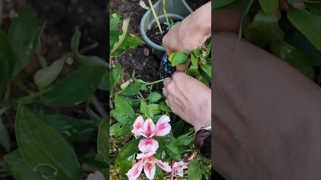 Перуанская лилия (#Альстромерия, лилия инков). Цветени?
