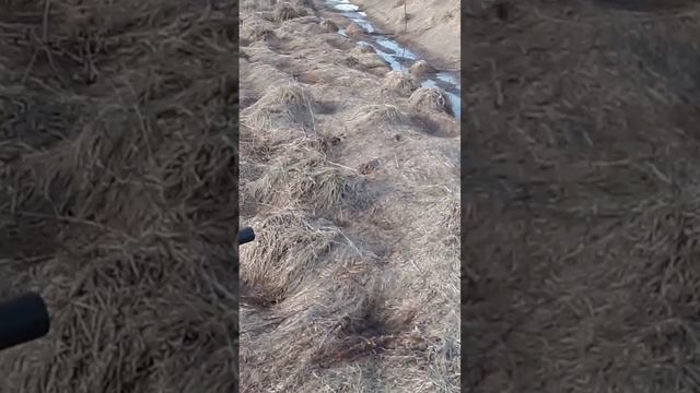 Посадка ивы черенками. Весна 2024, смотреть онлайн