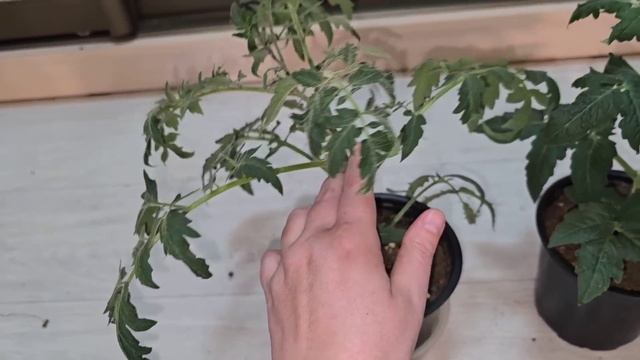 СЕКРЕТ толстого стволика у ВЫСОКОРОСЛЫХ томатов смотреть онлайн