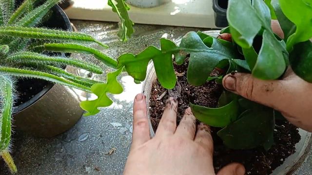 Эпифиллум Марниера, лесной кактус смотреть онлайн